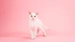 Russian White Cat photo
