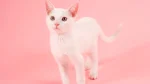 Russian White Cat photo