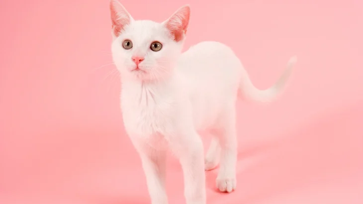 Russian White Cat photo
