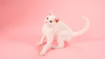 Russian White Cat photo