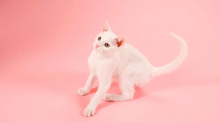 Russian White Cat photo