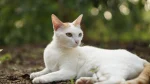 Russian White Cat photo