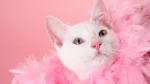 Russian White Cat photo