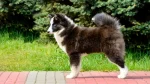 Russo-European Laika Dog photo