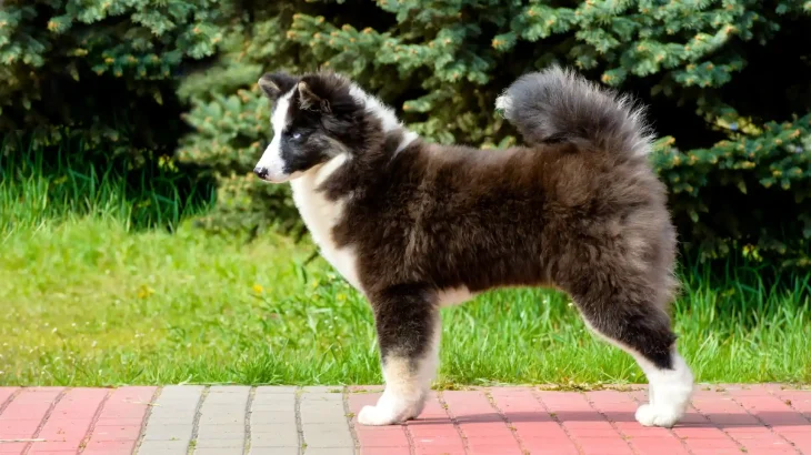 Russo-European Laika Dog photo