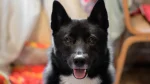 Russo-European Laika Dog photo