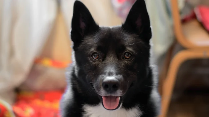 Russo-European Laika Dog photo