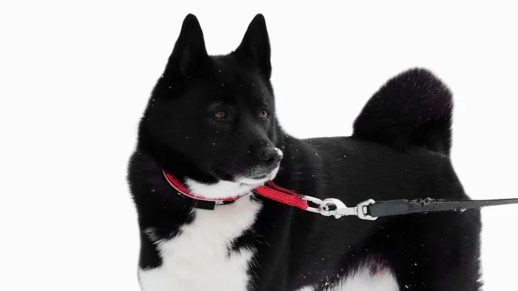 Russo-European Laika Dog photo