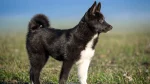 Russo-European Laika Dog photo