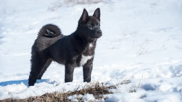 Russo-European Laika Dog photo