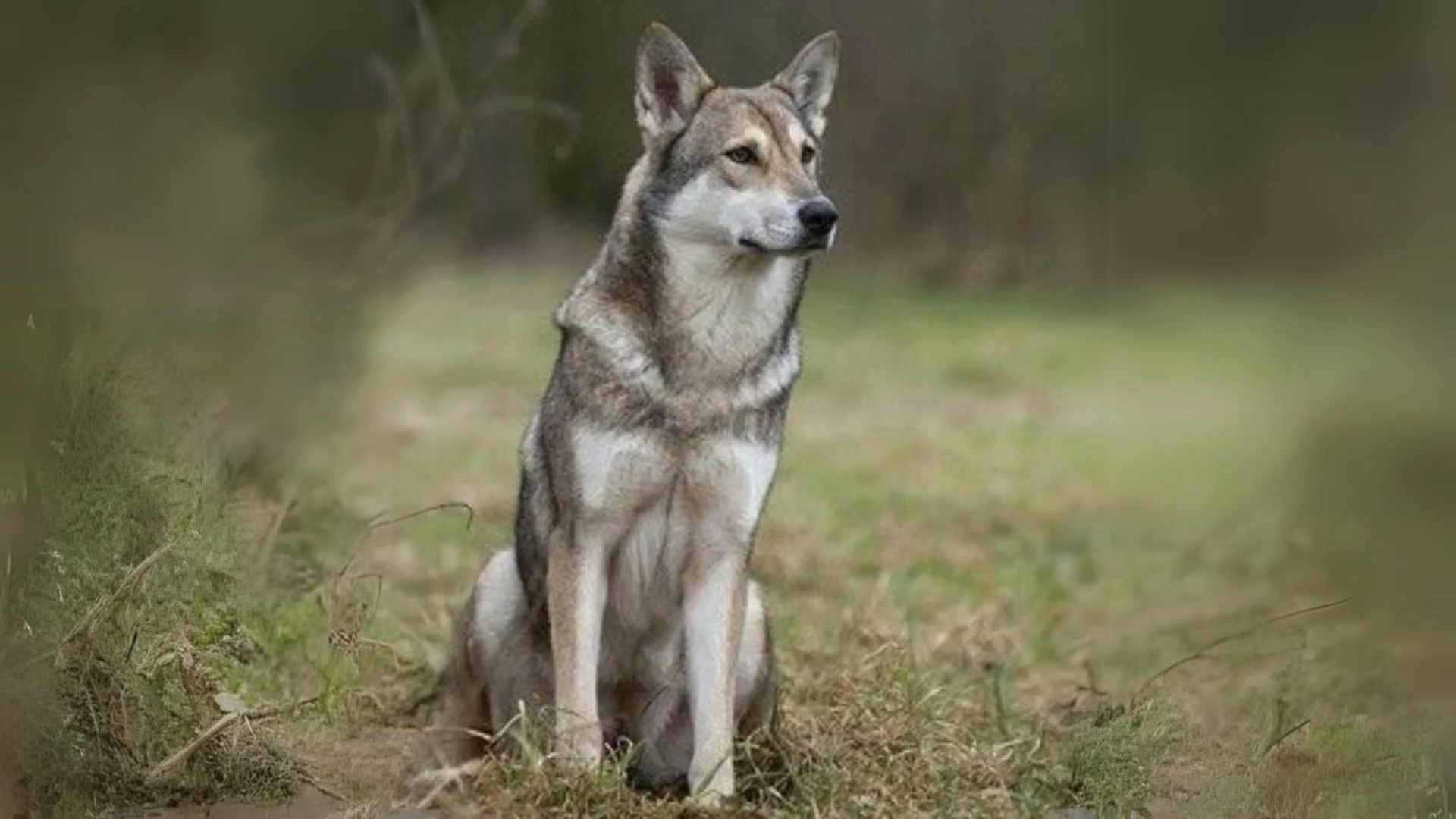 Chien-loup de Saarloos Dog photo
