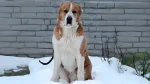 Sage Ashayeri Dog photo