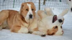 Sage Ashayeri Dog photo