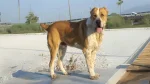 Sage Ashayeri Dog photo