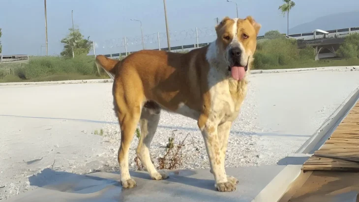 Sage Ashayeri Dog photo