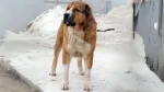 Sage Ashayeri Dog photo