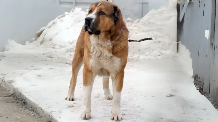 Sage Ashayeri Dog photo