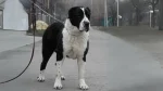 Sage Mazandarani Dog photo
