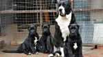Sage Mazandarani Dog photo