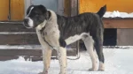 Sage Mazandarani Dog photo