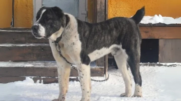 Sage Mazandarani Dog photo
