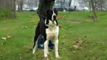 Sage Mazandarani Dog photo
