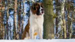 Pies św. Bernarda Dog photo