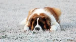 Pies św. Bernarda Dog photo