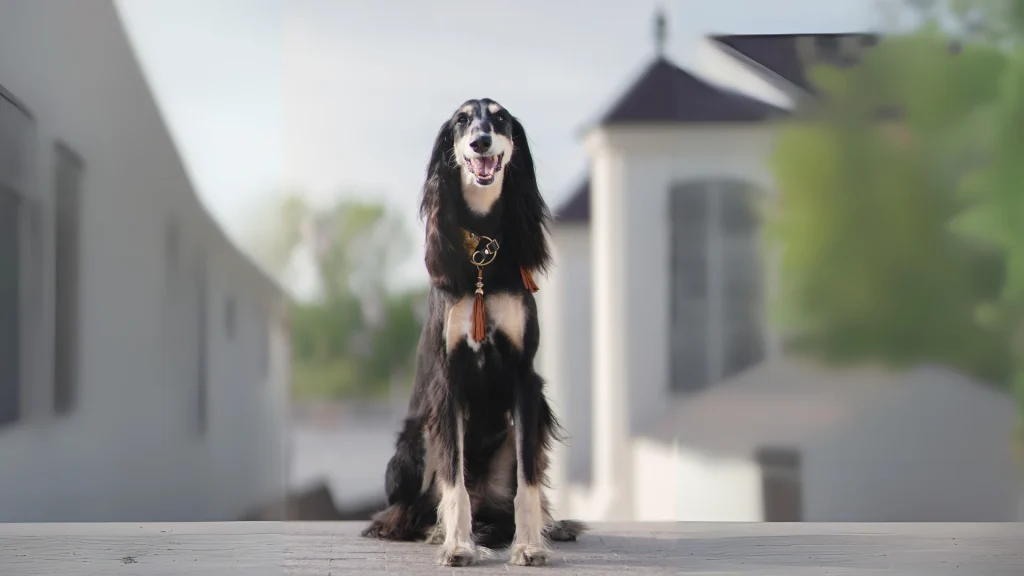 Saluki Dog photo
