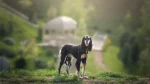 Saluki Dog photo