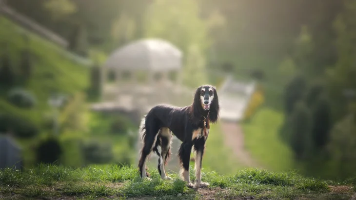 Saluki Dog photo