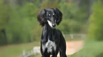 Saluki Dog photo