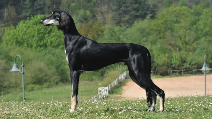 Saluki Dog photo
