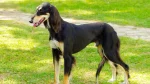 Saluki Dog photo