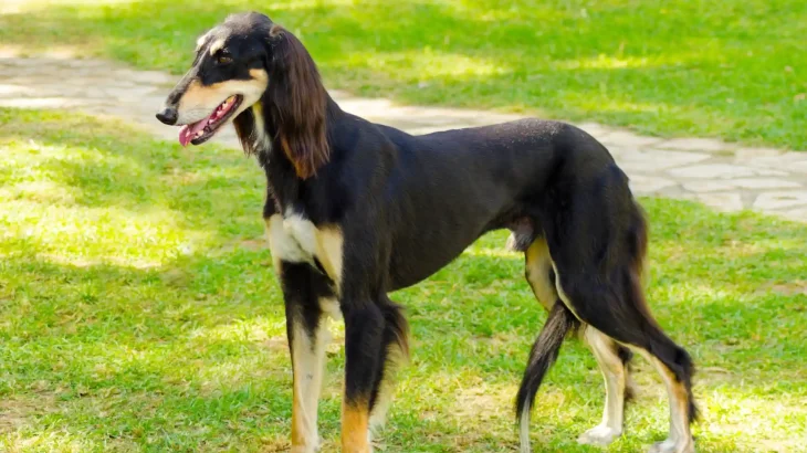 Saluki Dog photo