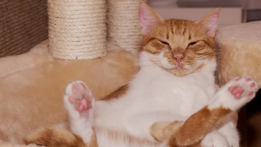 Sam Sawet Cat photo