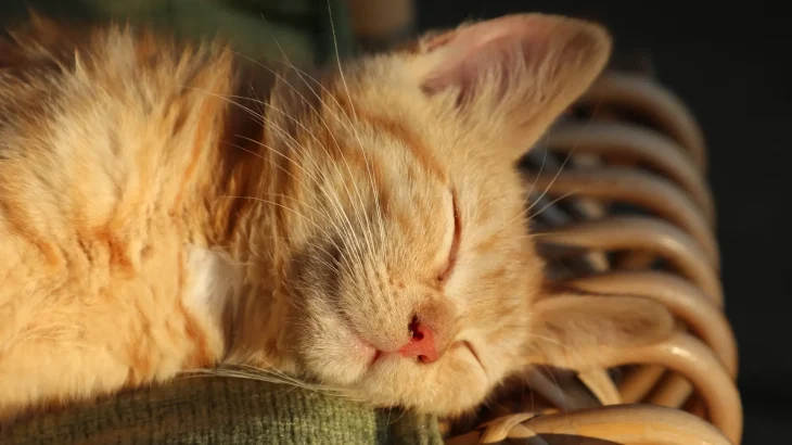 Sam Sawet Cat photo