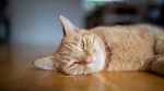 Sam Sawet Cat photo