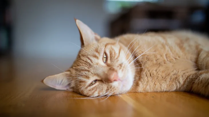 Sam Sawet Cat photo