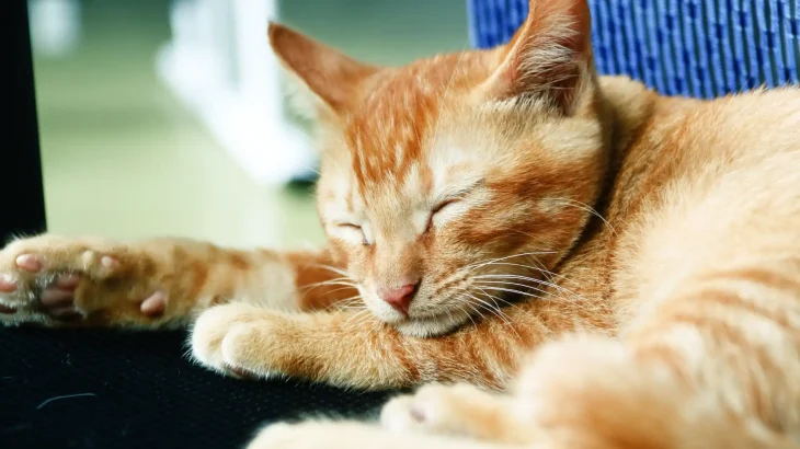 Sam Sawet Cat photo