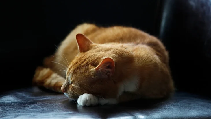 Sam Sawet Cat photo