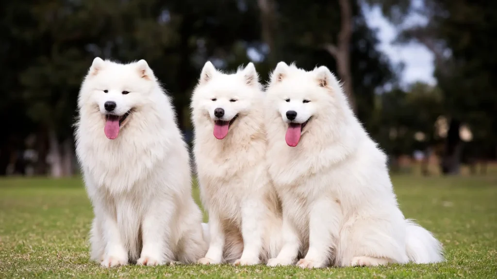 Samoyed Dog photo