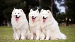 Samoyed Dog photo