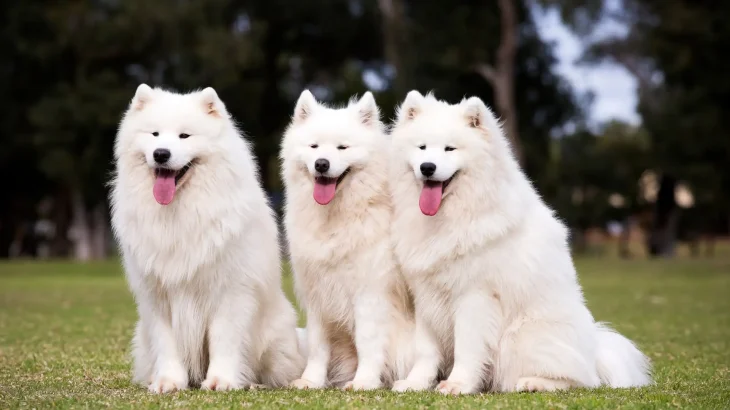 Samoyed Dog photo
