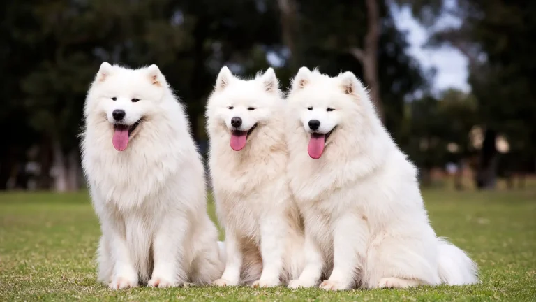 Samoyed Dog photo