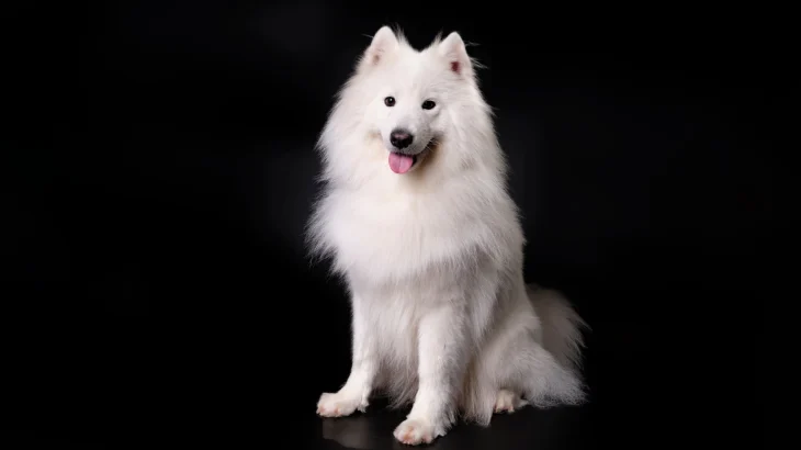 Samoyed Dog photo