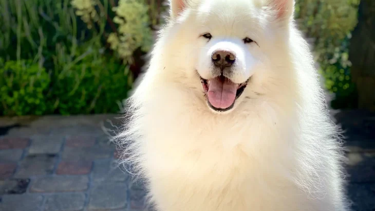 Samoyed Dog photo
