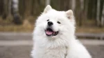 Samoyed Dog photo