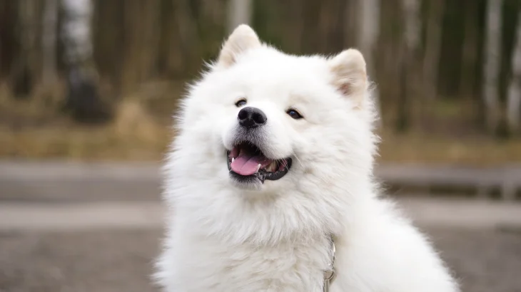 Samoyed Dog photo