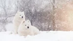 Samoyed Dog photo